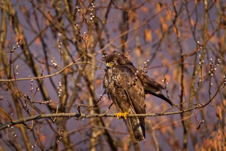 Téléchargez les photos : Spring time, buzzard hawk with     bud sprout tree in March, Poland in Europe.  Wildlife scene from the nature. Common Buzzard, Buteo buteo, wild bird in the forest. - en image libre de droit