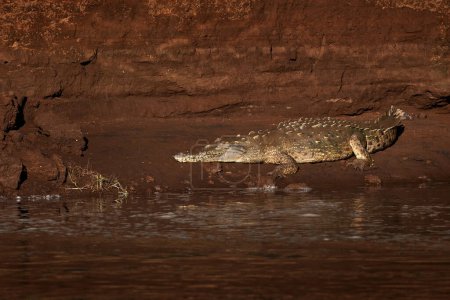 Téléchargez les photos : Crocodiles d'Amérique, Crocodylus acutus, animaux dans la rivière. Scène animalière de la nature. Crocodiles de la rivière Tarcoles, Costa Rica. Animaux dangereux dans la boue
. - en image libre de droit