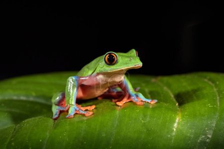 Foto de Agalychnis annae, Golden-eyed Tree Frog, rana verde y azul de permiso, Costa Rica. Fotografía nocturna. Escena de vida silvestre de selva tropical. Bosque anfibio en hábitat natural. Fondo oscuro. - Imagen libre de derechos