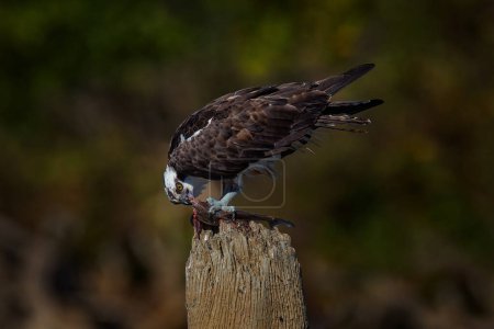 Photo for Wildlife scene from nature. Eagle with dead fish. Wildlife scene from tropic jungle. Osprey with fish. Bird of prey Osprey, Pandion haliaetus, feeding on caught fish, Mexico. - Royalty Free Image