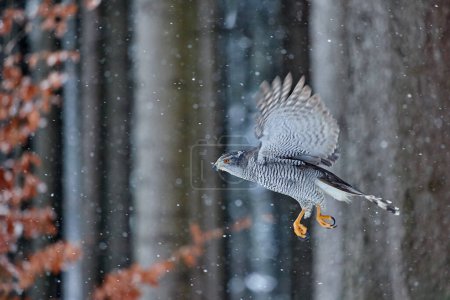Photo for Winter wildlife, bird of prey with catch in snow. Animal behaviour in the forest. Bird of prey Goshawk with killed pheasant in the grass in green forest. Wildlife scene from nature, Germany. - Royalty Free Image