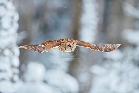 Photo for Flying owl in the snowy forest. Action scene with Eurasian Tawny Owl, Strix aluco, with nice snowy blurred forest in background. - Royalty Free Image