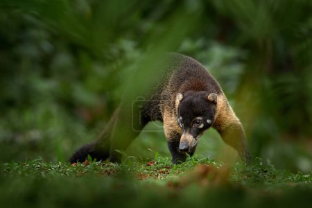 Photo for White-nosed Coati, Nasua narica, green grass habitat National Park Manuel Antonio, Costa Rica. Animal in the forest. Mammal in the nature .Animal from tropical Costa Rica. Very long tail. - Royalty Free Image