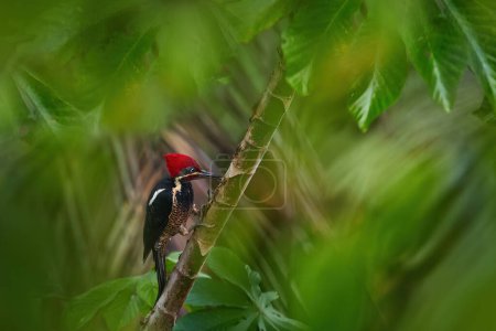 Téléchargez les photos : Pic à crête rouge du Costa Rica. Pic linéaire, Dryocopus lineatus, assis sur une branche avec un trou de nidification, oiseau noir et rouge dans l'habitat naturel, Costa Rica. Birdwatching, Amérique du Sud. - en image libre de droit