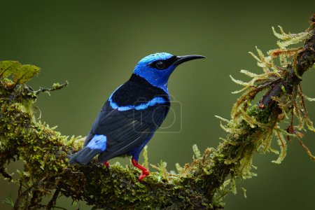 Téléchargez les photos : Cyanerpes lucidus, oiseau exotique bleu tropical aux pattes jaunes du Costa Rica. Oiseau chanteur bleu dans l'habitat naturel. Tanager d'Amérique du Sud. - en image libre de droit
