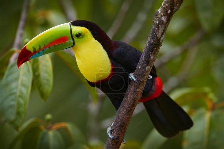 Téléchargez les photos : Mexico wildlife. Keel-billed Toucan, Ramphastos sulfuratus, bird with big bill sitting on branch in the forest,  Yucatan. Nature travel in central America. Beautiful bird in nature habitat. - en image libre de droit