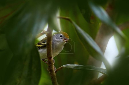 Photo for Chestnut-sided warbler, Setophaga pensylvanica, small bird hiden in the gree forest vegetation, Rio Tarcoles in Costa Rica. Birdwatching in central America. - Royalty Free Image