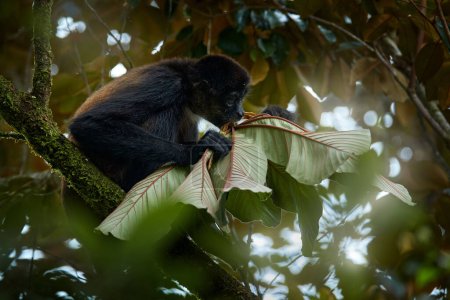 Téléchargez les photos : Singe araignée sur le palmier. Faune verte du Costa Rica. Singe araignée aux mains noires assis sur la branche d'arbre dans la forêt tropicale sombre. Animaux dans l'habitat naturel, sur l'arbre. - en image libre de droit