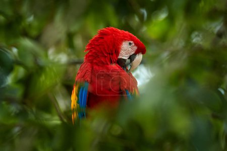 Foto de Loro rojo Guacamayo escarlata, Ara macao, pájaro sentado en la rama, río Tarcoles, Costa Rica. Escena de fauna del bosque tropical. Hermoso loro en árbol árbol verde en hábitat de la naturaleza. - Imagen libre de derechos