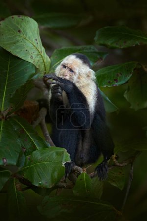 Téléchargez les photos : White-headed Capuchin, Cebus imitator, black monkey sitting on tree branch in the dark tropical forest. Wildlife of Costa Rica. Travel holiday in Central America. - en image libre de droit