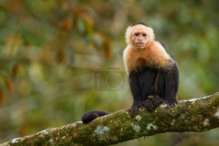 Photo for Costa Rica nature. White-headed Capuchin, black monkey sitting and shake one's fist on tree branch in the dark tropical forest. Wildlife of Costa Rica. Travel holiday in Central America. Open muzzle with tooth. - Royalty Free Image