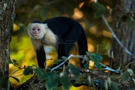 Photo for White-headed Capuchin, Cebus imitator, black monkey sitting on tree branch in the dark tropical forest. Wildlife of Costa Rica. Travel holiday in Central America. - Royalty Free Image