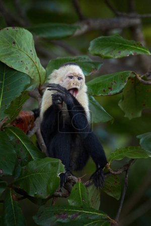 Téléchargez les photos : Capucin à tête blanche, imitateur de Cebus, singe noir assis sur une branche d'arbre dans la forêt tropicale sombre. Faune du Costa Rica. Voyage vacances en Amérique centrale. - en image libre de droit