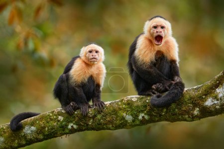 Foto de Costa Rica nature. White-headed Capuchin, black monkey sitting  the dark tropical forest. Wildlife of Costa Rica. Travel holiday in Central America. Open muzzle with tooth. - Imagen libre de derechos