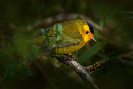 Photo for Wilson's warbler, Cardellina pusilla, small New World warbler, Tarcoles, Costa Rica. Tanager in the nature habitat, lichen moss tree banch . Wildlife scene from tropical nature. Birdwatching in South America. - Royalty Free Image