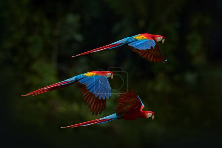 Foto de Loro rojo volando en vegetación verde oscura. Guacamayo escarlata, Ara macao, en bosque tropical, Brasil. Escena de vida salvaje de la naturaleza. Loro en vuelo en el hábitat de la selva verde. - Imagen libre de derechos