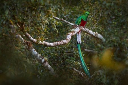 Téléchargez les photos : Quetzal resplendissant, Pharomachrus mocinno, du Chiapas, Mexique avec une forêt verte floue en arrière-plan. Magnifique oiseau sacré vert et rouge. Détail forêt cachée de Quetzal resplendissant. - en image libre de droit
