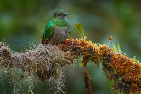 Téléchargez les photos : Resplendent Quetzal, Pharomachrus mocinno, from Chiapas, Mexico with blurred green forest in background. Magnificent sacred green and red bird. Detail forest hidden of Resplendent Quetzal. - en image libre de droit