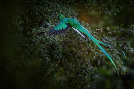 Téléchargez les photos : Vol de forêt Quetzal resplendissant, du Chiapas, Mexique avec forêt verte floue en arrière-plan. Magnifique oiseau sacré vert et rouge. Détail mouche forestière de Quetzal resplendissant. - en image libre de droit