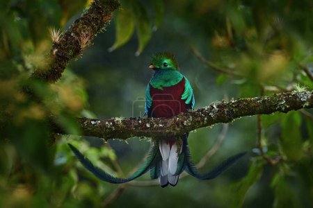 Foto de Resplendent Quetzal, Pharomachrus mocinno, from Chiapas, Mexico with blurred green forest in background. Magnificent sacred green and red bird. Detail forest hidden of Resplendent Quetzal. - Imagen libre de derechos
