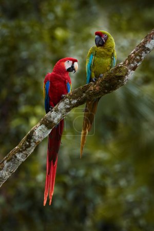 Foto de Macaw parrots, red and green. Both bird species from Costa Rica. Scarlet macaw and green macaw in the nature forest habitat, sitting on the tree branch together, Rio Tarcoles, Costa Rica, wildlife. - Imagen libre de derechos