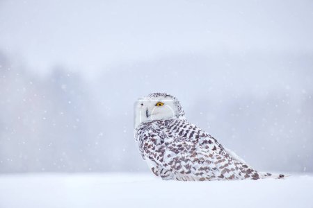 Foto de Invierno frío. Búho nevado sentado en la nieve en el hábitat. Invierno blanco con pájaro brumoso. Vida silvestre de la naturaleza, Manitoba, Canadá. Búho en el prado blanco, comportamiento animal. - Imagen libre de derechos