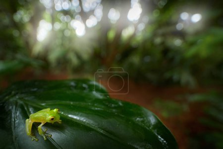 Foto de Frog in tropical habitat. Fleschmann Glass Frog, Hyalinobatrachium fleischmanni, animal with trasparent skin from Costa Rica, wide angle lens. FRog in the green forest. - Imagen libre de derechos