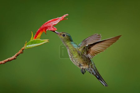 Téléchargez les photos : Colibri Brillant à couronne verte, Heliodoxa jacula, oiseau vert du Costa Rica volant à côté d'une belle fleur rouge avec un fond clair, un habitat, une scène d'alimentation action. Scène animalière de la nature. - en image libre de droit