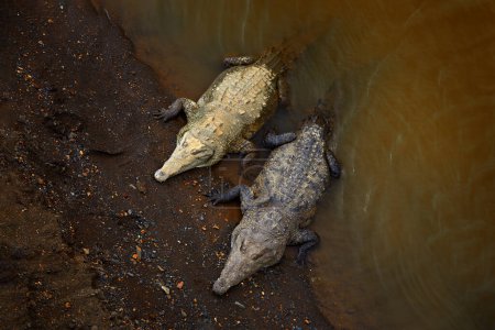 Foto de Cocodrilos americanos, Crocodylus acutus, animales en el río. Escena de vida salvaje de la naturaleza. Cocodrilos del río Tarcoles, Costa Rica. Animales peligrosos en la orilla del agua del río de barro. - Imagen libre de derechos