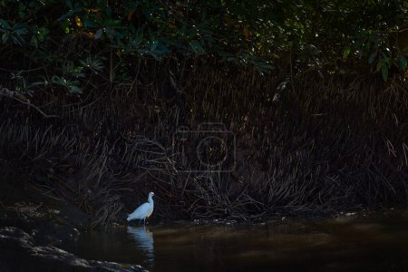 Photo for Bird in the water with manfrove tree. White heron Snowy Egret, Egretta thula, standing in river, Ra Celestun, Yucatan in Mexico. Beautiful evening light in the feathers, bird in habitat - Royalty Free Image