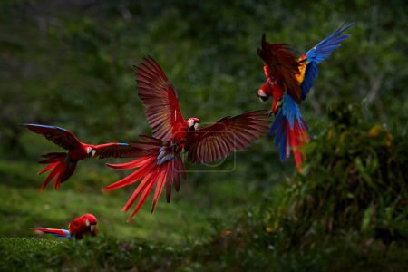 Kampf der Papageienfliegen. Roter Ara im Regen. Papagei Ara fliegt in dunkelgrüner Vegetation. Scharlachroter Ara, Ara macao, in tropischen Wäldern, Costa Rica, Tierwelt aus tropischer Natur. 