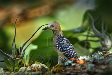 Foto de Costa Rica woodpecker. Hoffmann's woodpecker Melanerpes hoffmannii, in the nature habitat, bird behaviour. Wildlife scene  from tropic forest, Carara NP, Costa Rica. - Imagen libre de derechos