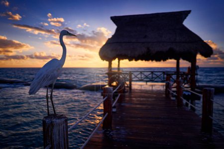 Téléchargez les photos : Bird sunrise in Playa del Carmen, Yucatan in Mexico. White heron, Great Egret, Egretta alba, standing on wooden wharf. Water bird with orange bill in the nature habitat, - en image libre de droit