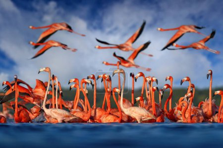 Téléchargez les photos : Flamingos, Mexico wildlife. Flock of bird in the river sea water, with dark blue sky with clouds. American flamingo, Phoenicopterus ruber, pink red birds in the nature mangrove habitat, Ra Celestn reserve in Mexico. - en image libre de droit