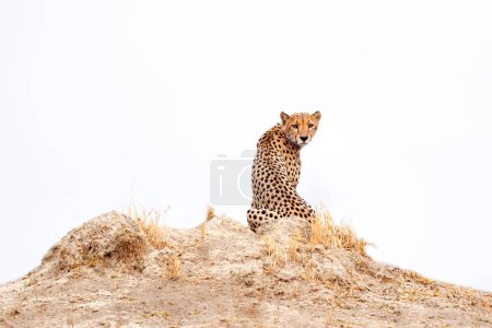 Foto de Cheetah, el fuego quemó sabana destruida. Animal quemado en el fuego, guepardo en la ceniza negra y cenizas, Savuti, Chobe NP en Botswana. Temporada caliente en África. León africano, macho. Vida silvestre de Botswana. - Imagen libre de derechos