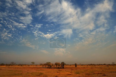 Téléchargez les photos : Groupe de troupeau Elepahnt près du trou d'eau, ciel bleu avec des nuages. Éléphant d'Afrique, Savuti, Chobe NP au Botswana. Scène animalière de la nature, éléphant dans l'habitat, Afrique. - en image libre de droit