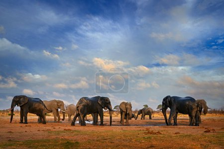 Photo for Elepahnt herd group near the water hole, blue sky with clouds. African elephant, Savuti, Chobe NP in Botswana. Wildlife scene from nature, elephant in habitat, Africa. - Royalty Free Image