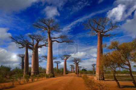 Téléchargez les photos : Allée du paysage des Baobabs depuis Madagascar. Le lieu le plus célèbre tipical L'alle des baobab, route de gravier avec une journée ensoleillée avec de grands arbres anciens au ciel bleu un nuage blanc adn. Nature près de Morondawa - en image libre de droit