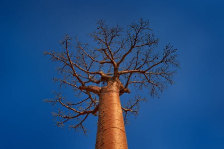 Foto de Callejón del paisaje Baobabs de Madagascar. Lugar típico más famoso L 'alle des baobab, camino de grava con día soleado con grandes árboles viejos con cielo azul y nubes blancas. Naturaleza cerca de Morondawa - Imagen libre de derechos