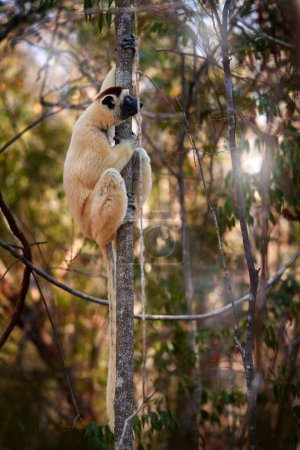 Photo for Wildlife Madagascar, Verreauxs Sifaka, Propithecus verreauxi, monkey head detail in Kirindy Forest, Madagascar. Lemur in the nature habitat. Sifaka on the tree, snny day. Lemur portrait in the forest. - Royalty Free Image