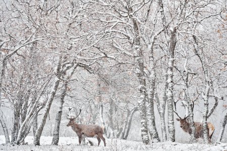 Foto de Winter nature. Red deer, Cervus elaphus, big animal in the wildlife forest habitat. Deer in the oak trees mountain, Studen Kladenec, Eastern Rhodopes, Bulgaria in Europe. - Imagen libre de derechos