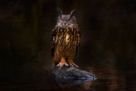 Big owl in forest habitat, sitting on stone in river water. Eurasian Eagle Owl with big orange eyes, Germany. Bird in autumn wood, beautiful sun light between the trees. Wildlife scene from nature.