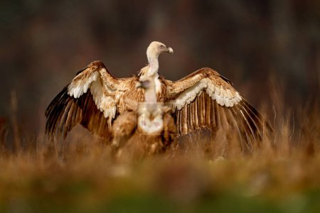 Téléchargez les photos : Deux oiseaux de montagne dans l'habitat. Vautours de Turquie, Asie. Griffon vautours dans l'herbe, la faune. - en image libre de droit