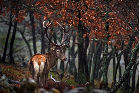Animal wildlife. Red deer, Cervus elaphus, big animal in the nature forest habitat. Deer in the oak trees mountain, Studen Kladenec, Eastern Rhodopes, Bulgaria in Europe. 