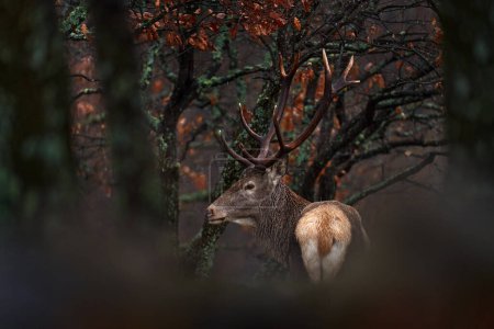 Photo for Animal wildlife. Red deer, Cervus elaphus, big animal in the nature forest habitat. Deer in the oak trees mountain, Studen Kladenec, Eastern Rhodopes, Bulgaria in Europe. - Royalty Free Image