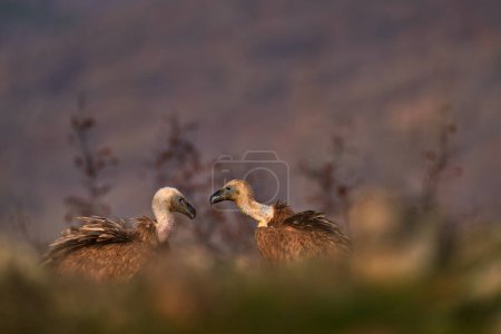 Photo for Two mountain bird in the habitat. Vultures from Turkey, Asia. Griffon vultures in the grass, wildlife. - Royalty Free Image
