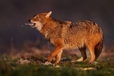Photo for Jackal puke vomit meat with open muzzle. Golden jackal, Canis aureus, in grass and srtone, Bulgaria, Europe. Wildlife from Balkan. Open muzzle, wild dog behaviour scene from nature. - Royalty Free Image
