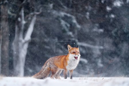 Foto de Una tormenta de nieve con zorro. Animal en el prado del bosque de invierno, con nieve blanca. Caza del Zorro Rojo, Vulpes vulpes, vida silvestre de Europa. Pelaje naranja animal en el hábitat natural. - Imagen libre de derechos