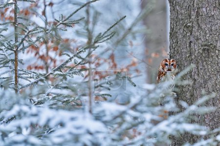 Téléchargez les photos : Hibou fauve caché dans le bois d'automne, assis sur le tronc d'arbre dans l'habitat de la forêt sombre. Bel animal dans la nature. Oiseau dans la forêt d'Allemagne. Faune d'automne dans la Forêt. Feuilles d'oranger avec oiseau. - en image libre de droit