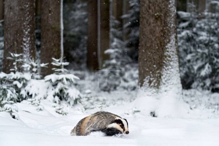 Téléchargez les photos : Blaireau dans la neige, état hivernal dans la forêt. Blaireau dans la forêt, animal dans l'habitat naturel, Allemagne. Blaireau sauvage, Meles meles dans le bois. Mammifère dans l'environnement, jour de neige. - en image libre de droit